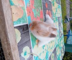 Декоративни зайчета от ферма Zazzle's Garden Groove