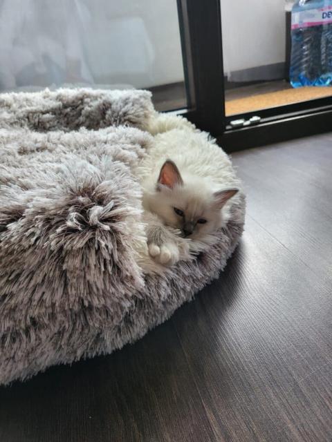 Бирманска свещена котка