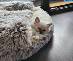 Бирманска свещена котка