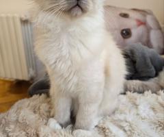 Бирманска свещена котка