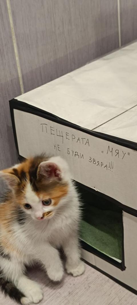 Подарявам трицветно женско коте на около 1-2 месеца