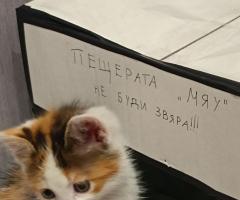 Подарявам трицветно женско коте на около 1-2 месеца