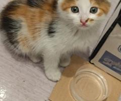 Подарявам трицветно женско коте на около 1-2 месеца