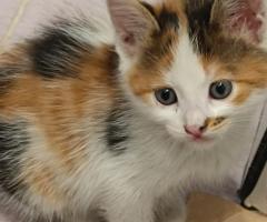 Подарявам трицветно женско коте на около 1-2 месеца