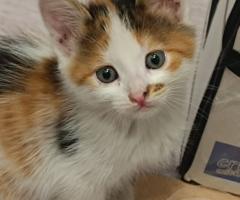 Подарявам трицветно женско коте на около 1-2 месеца