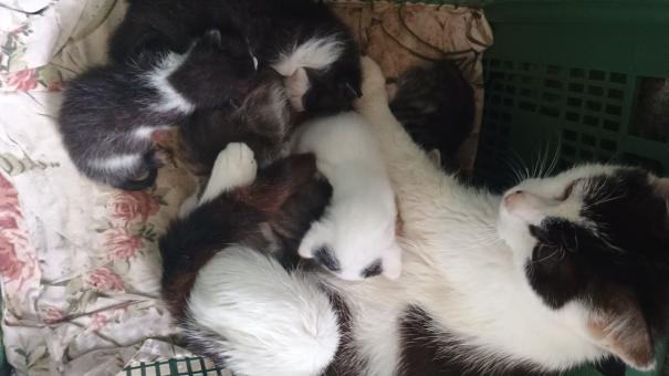 Малки котки