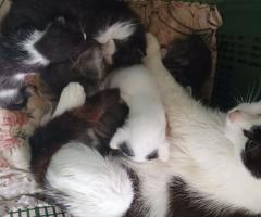 Малки котки