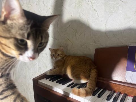 Котки