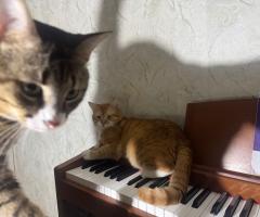 Котки