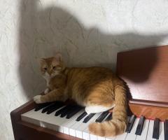 Котки