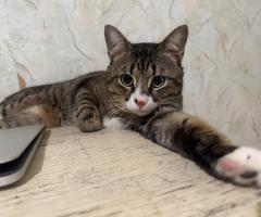 Котки