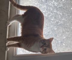 Котки