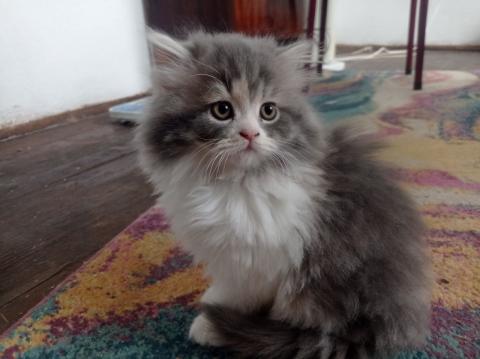 Персийски котки