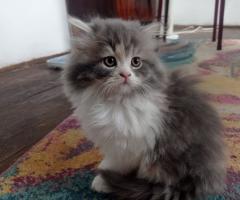 Персийски котки