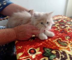Персийски котки