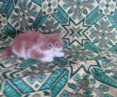 Персийски котки