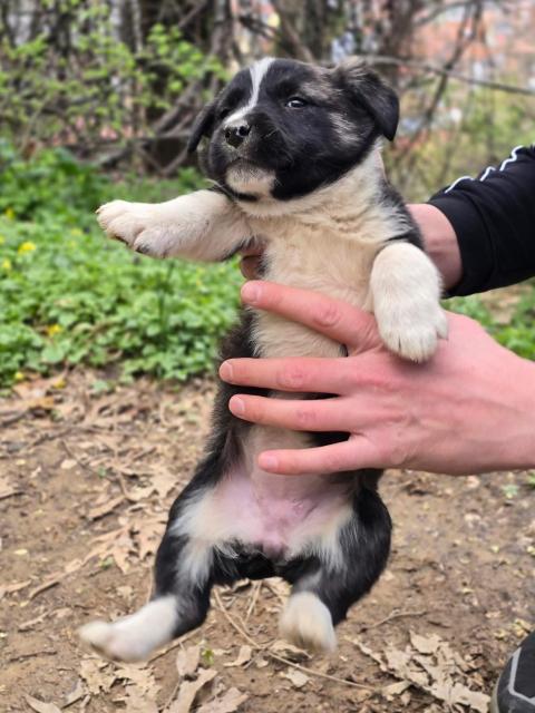 Чуя търси дом