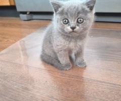 Британски късокосмести котета