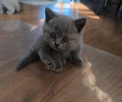 Британски късокосмести котета