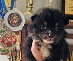 Момче Шелти мини Коли