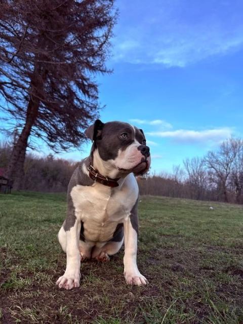 Уникално женско Американско Були XL(American Bully XL) – Blue & White