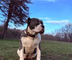 Уникално женско Американско Були XL(American Bully XL) – Blue & White
