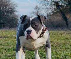 Уникално женско Американско Були XL(American Bully XL) – Blue & White