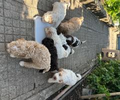 Лагото Романьоло