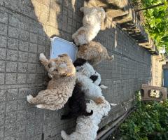 Лагото Романьоло
