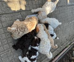 Лагото Романьоло