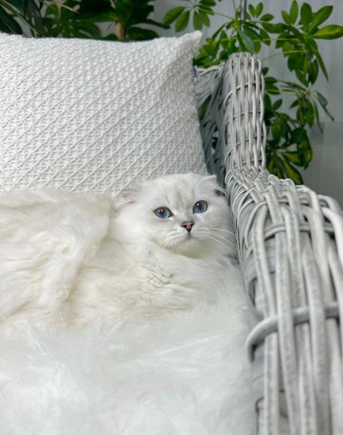 Специален мъжки Scottish Fold