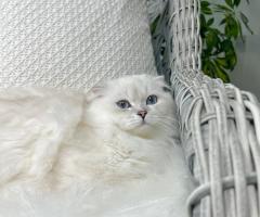 Специален мъжки Scottish Fold