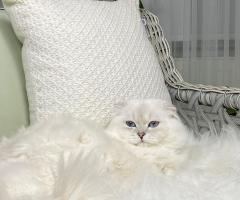 Специален мъжки Scottish Fold