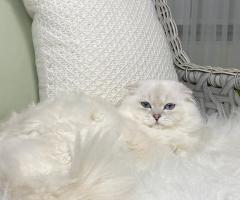 Специален мъжки Scottish Fold