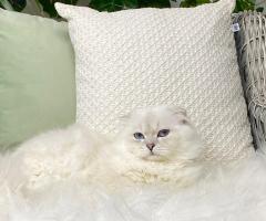 Специален мъжки Scottish Fold