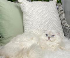 Специален мъжки Scottish Fold