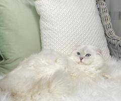 Специален мъжки Scottish Fold