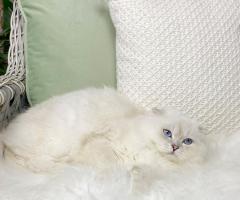 Специален мъжки Scottish Fold