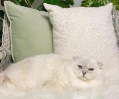 Специален мъжки Scottish Fold