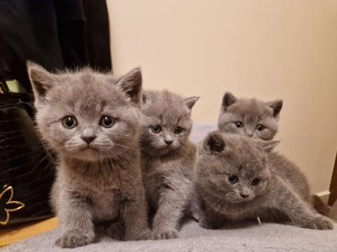 Британчета си търсят дом