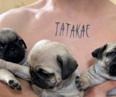 Продава се мопс на 1 месец