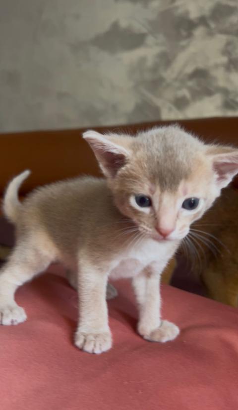 Предварителна резервация на абисински котенца от развъдник Doris Legacy 🐾