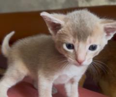Предварителна резервация на абисински котенца от развъдник Doris Legacy 🐾