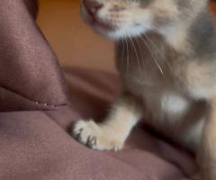 Предварителна резервация на абисински котенца от развъдник Doris Legacy 🐾