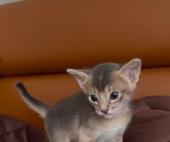 Предварителна резервация на абисински котенца от развъдник Doris Legacy 🐾