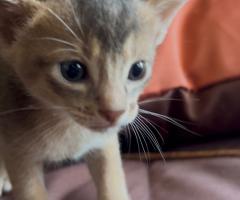 Предварителна резервация на абисински котенца от развъдник Doris Legacy 🐾