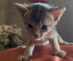 Предварителна резервация на абисински котенца от развъдник Doris Legacy 🐾