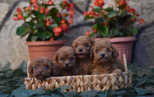 Той пудел (Toy poodle)