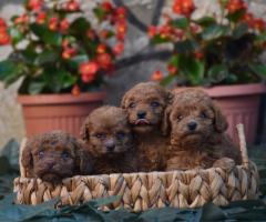 Той пудел (Toy poodle)