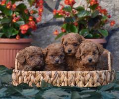 Той пудел (Toy poodle)